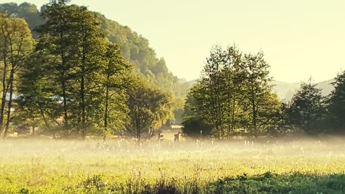 Scenic view of agricultural field against clear sky