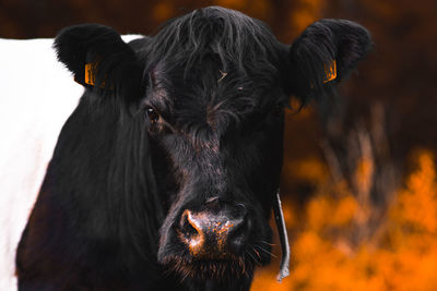 Close-up portrait of black horse