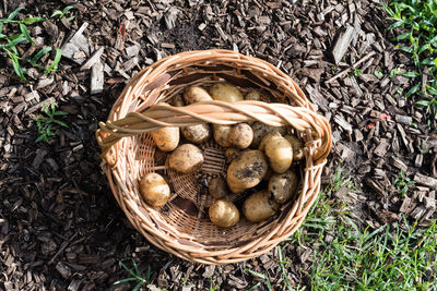 High angle view of potatoes in basket