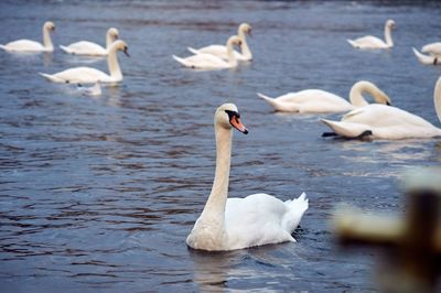 Swans swimming in lake