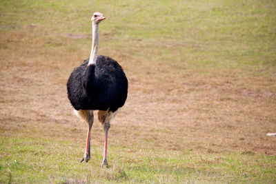 Bird walking in a field