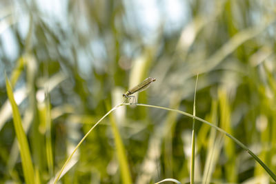 Close-up of insect on grass