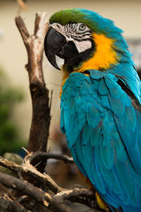 Close-up of gold and blue macaw perching on twig