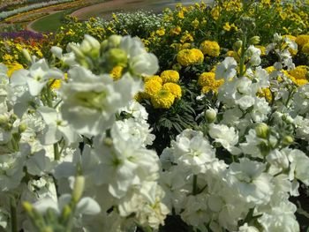 Close-up of yellow flowering plant in field