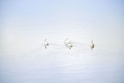 Group of swan swinming in lake. beautiful animal in wildlife.