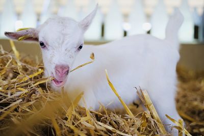 Close-up of a sheep
