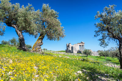 Flowers growing on field by building against sky