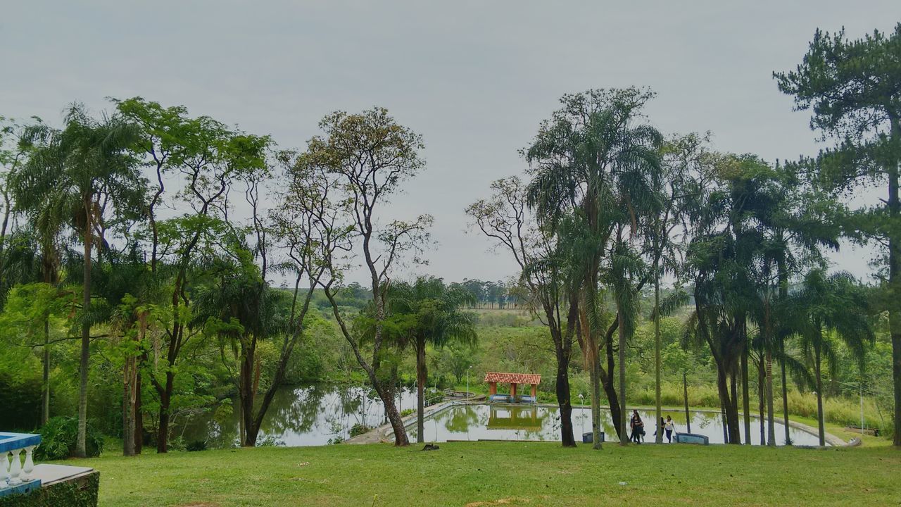 tree, grass, water, green color, tranquil scene, tranquility, sky, scenics, lake, nature, growth, beauty in nature, landscape, field, park - man made space, grassy, river, day, plant, idyllic