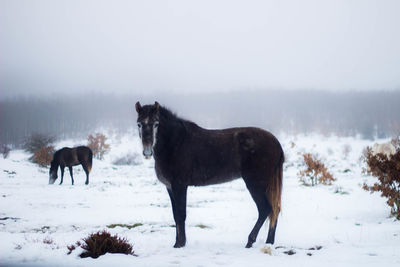 Wild gray horse in the snow in winter