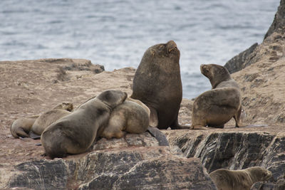 High angle view of sea lion on rock