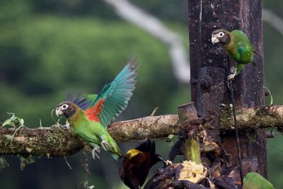 Close-up of parrot perching on tree branch