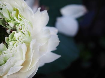Close-up of white rose flower