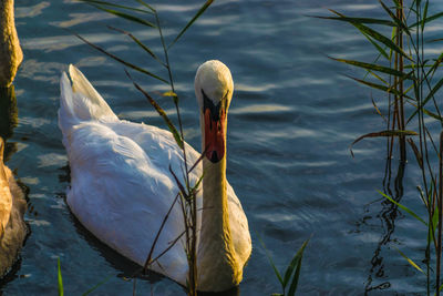 Swan swimming in lake