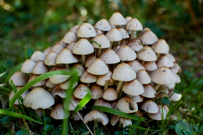 Close-up of mushrooms growing on field