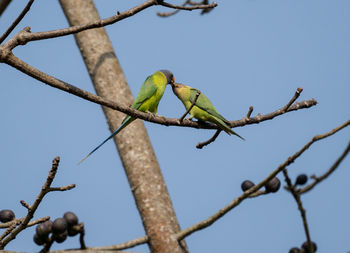 Low angle view of bird perching on branch