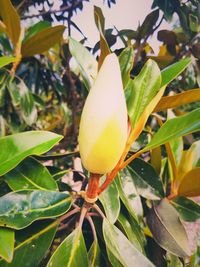 Close up of yellow flowers