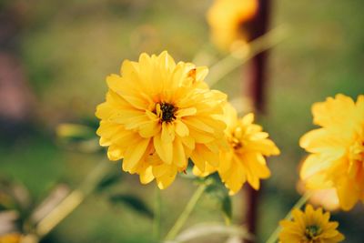 Close-up of insect on yellow flowering plant