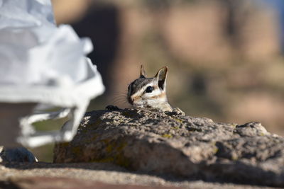Close-up of squirrel on rock