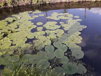 High angle view of water lily in lake