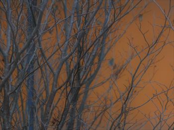 Low angle view of bare trees against sky