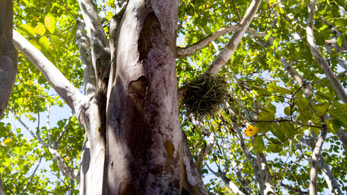 Close-up of tree trunk in forest