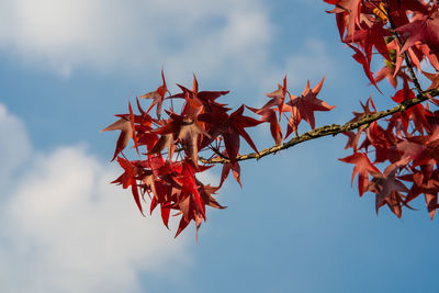 Low angle view of maple tree against sky