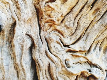 Full frame shot of tree trunk