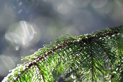 Close-up of raindrops on tree