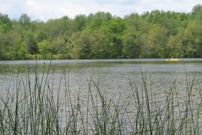 Scenic view of lake against trees