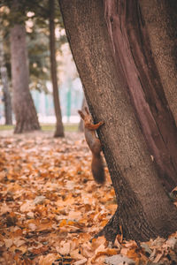 View of an animal on tree trunk