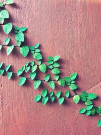 Directly above shot of green leaves on table