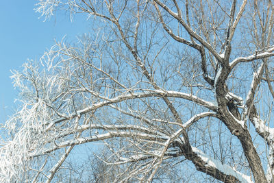 Low angle view of bare tree against sky