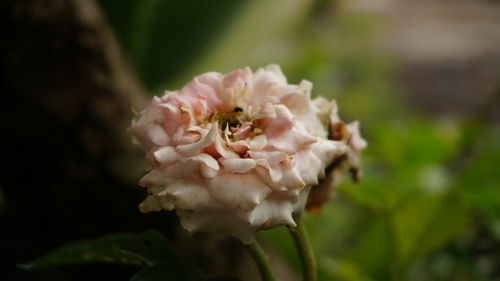 Close-up of pink flowering plant