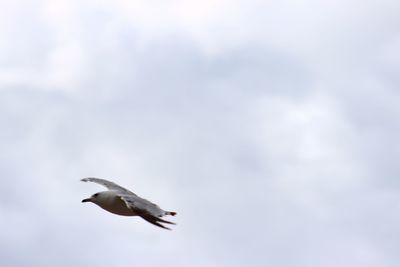 Low angle view of seagull flying in sky