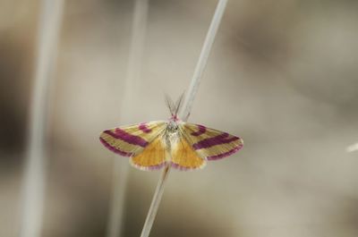 Close-up of butterfly on flower