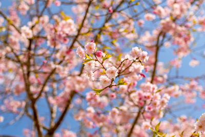 Low angle view of cherry blossoms in spring