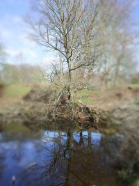 Bare tree by lake against sky