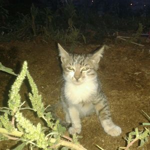 domestic cat