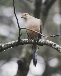 Bird perching on branch