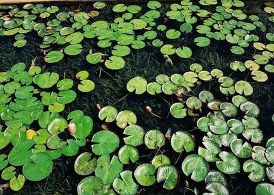 High angle view of raindrops on leaves
