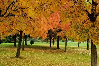 Trees in park