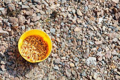 Maggot worms swarm in a yellow fishing bucket against the background of crushed granite.