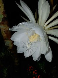 Close-up of wet white flowers blooming outdoors