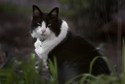 Portrait of a cat looking away