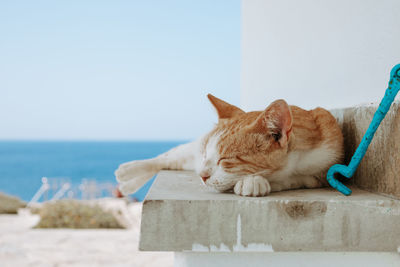 Cat lying on the beach