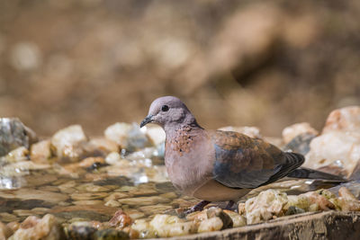 Close-up of bird perching