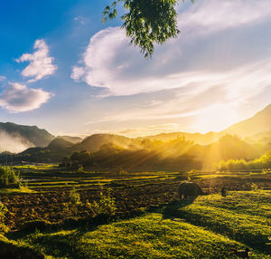 Scenic view of field against sky during sunset