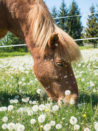 Close-up of a horse grazing on field
