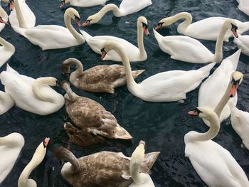 High angle view of swans swimming on lake