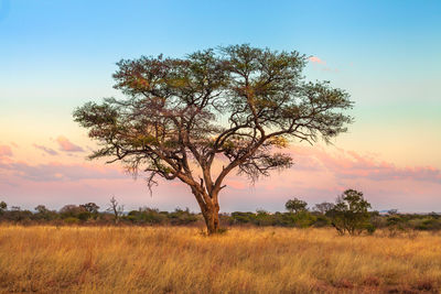 Tree on field against sky during sunset